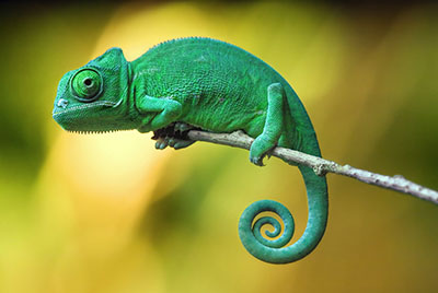 opensuse
