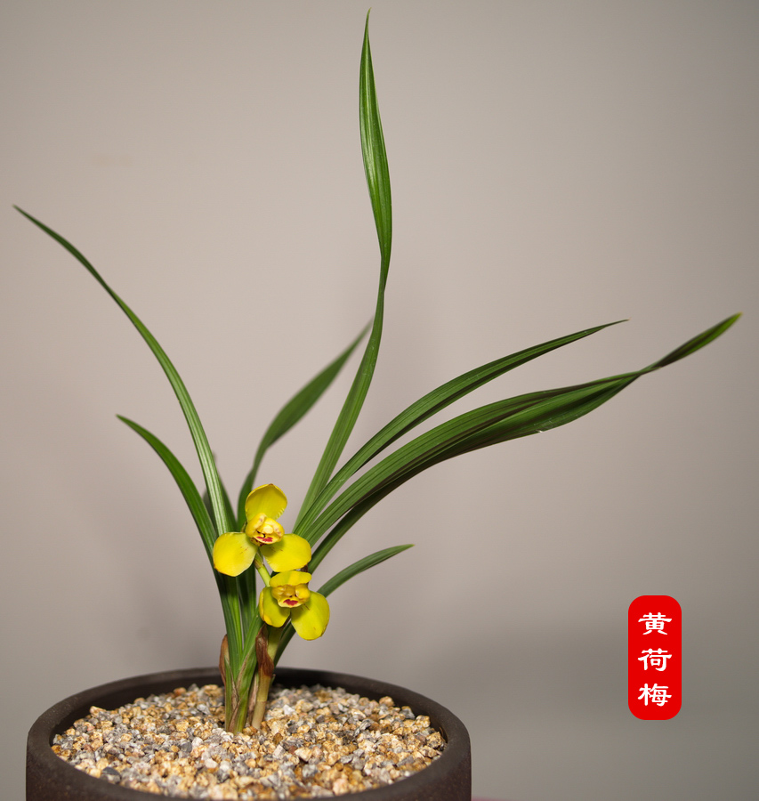 黄荷梅