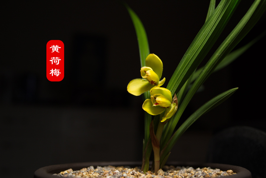 黄荷梅