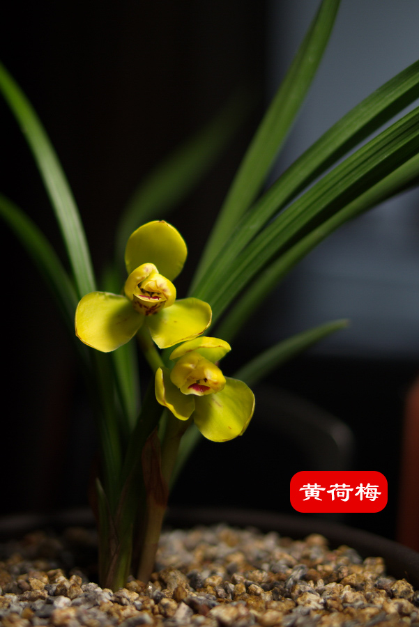 黄荷梅