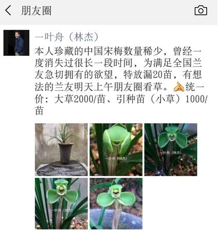 朋友圈里面的高价宋梅