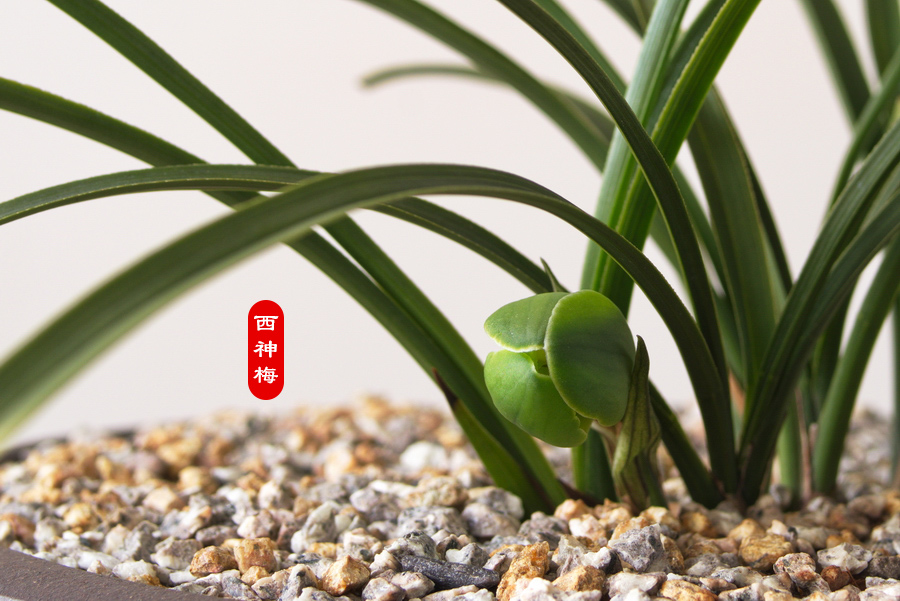 西神梅