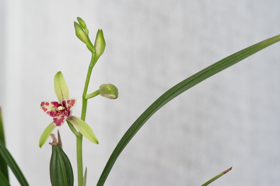 吹吹蝶初开花