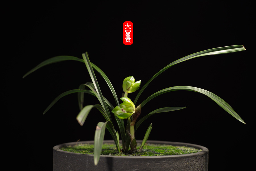 春兰大富贵