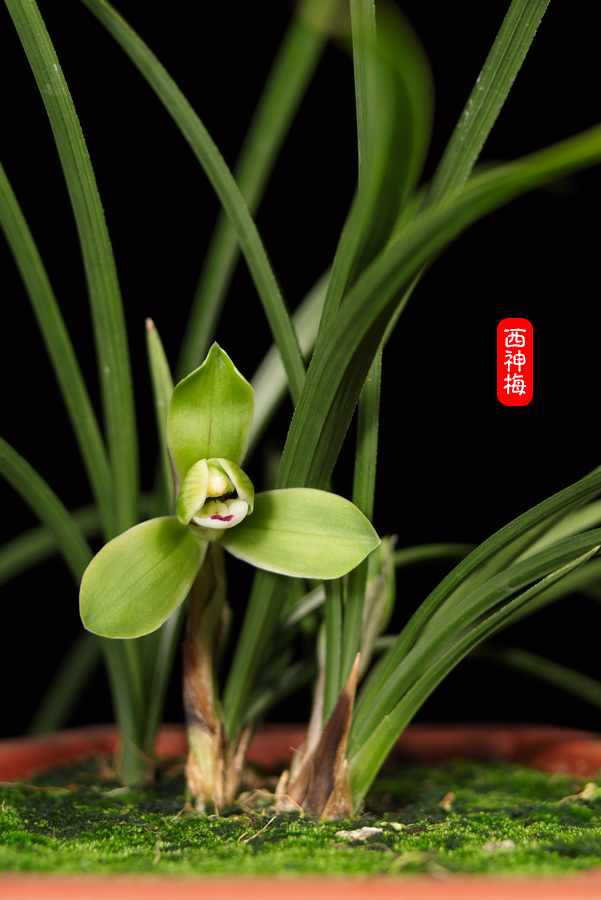 西神梅
