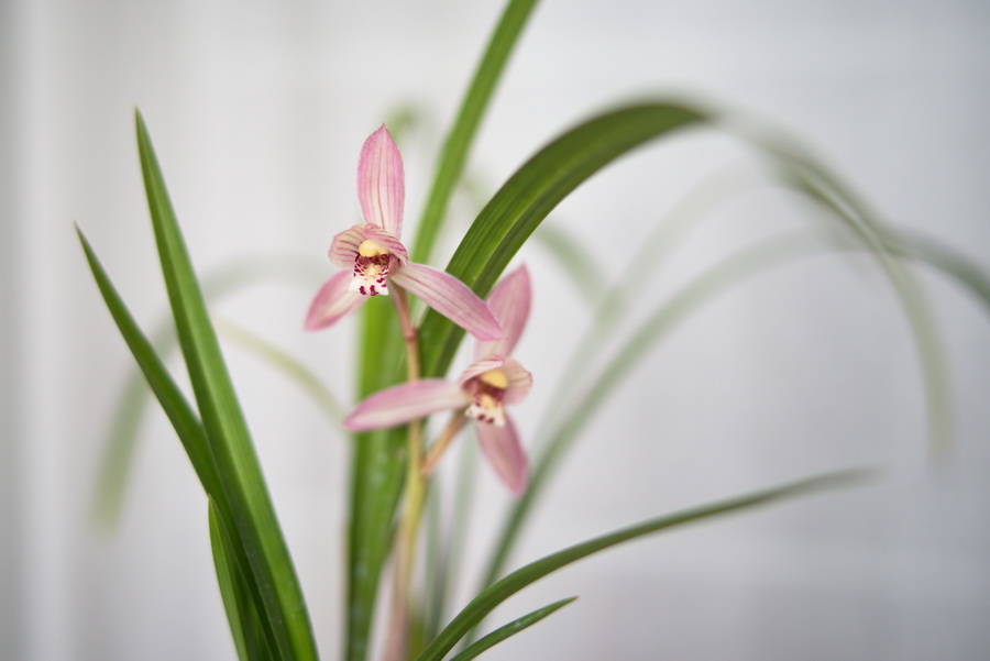 新津胭脂花朵特写