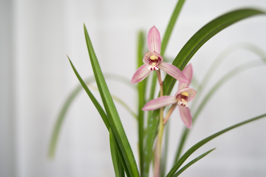 新津胭脂花朵特写