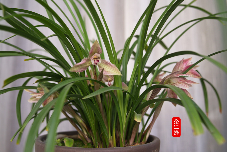 春兰——余江蝉