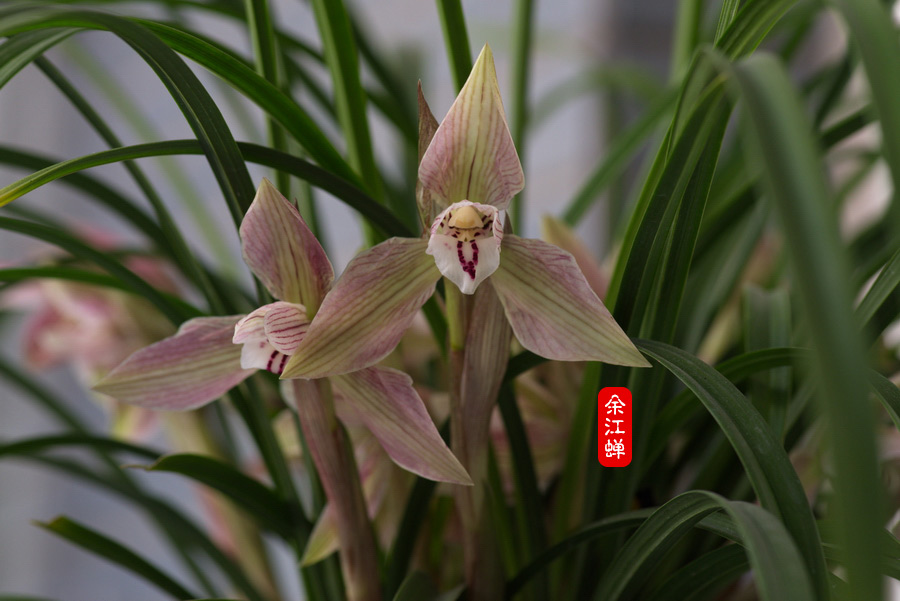余江蝉的花朵