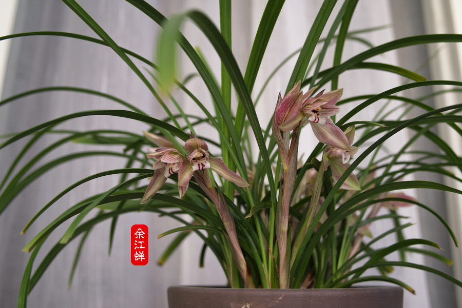 双花余江蝉