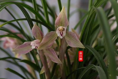 大花春兰——余江蝉，四川蝉翼兰花